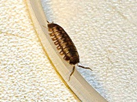 Gândaci de pat în baie: cum să scapi de pentru totdeauna