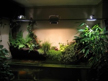 O lampă fito pentru flori