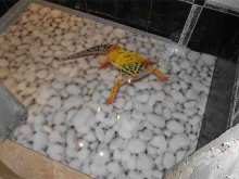 Vloerbedekking in een kleine badkamer