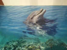 Dolfijnen - vloeibare vloeren