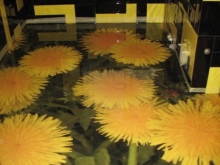 Paardebloemen - zelfnivellerende vloeren