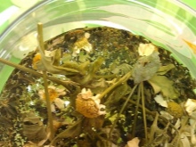 Bylinný extrakt do koupele