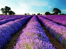 Lavendel
