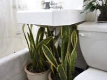 Planter til et lille badeværelse uden vindue