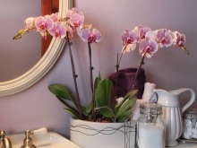 Pleje af planter på badeværelset uden vindue