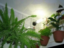 Baggrundsbelysning til badeværelsesplanter