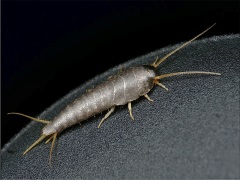 Cochenilles dans la salle de bains - Méthodes efficaces de lutte contre les insectes