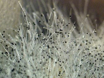 Los peligros del moho negro en el baño