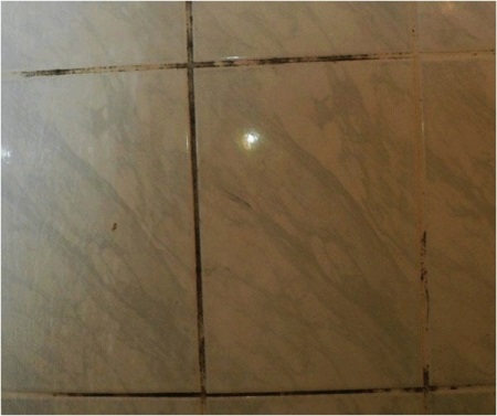 Grybelis ant senų plytelių