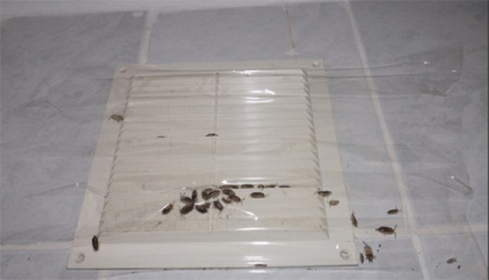 Ψείρες στο σύστημα εξαερισμού