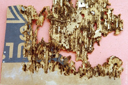 Σημείο διατροφής για το ασημόψαρο